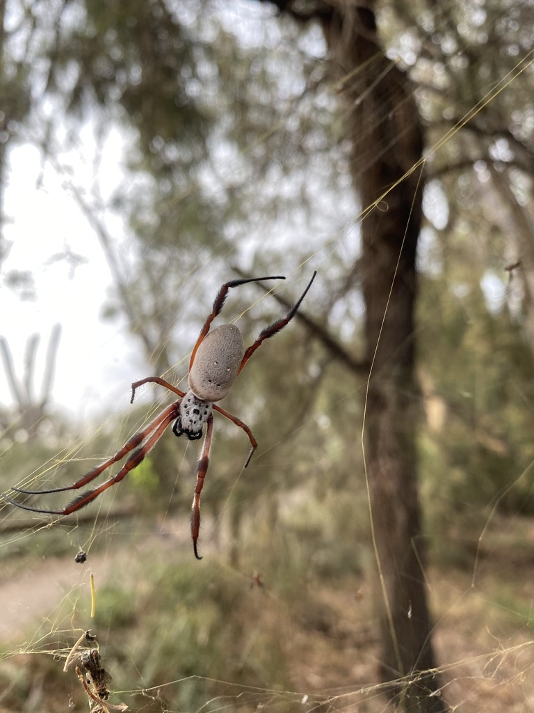 Australian Golden Orbweaver From Cureton Ave Mildura VIC AU On March