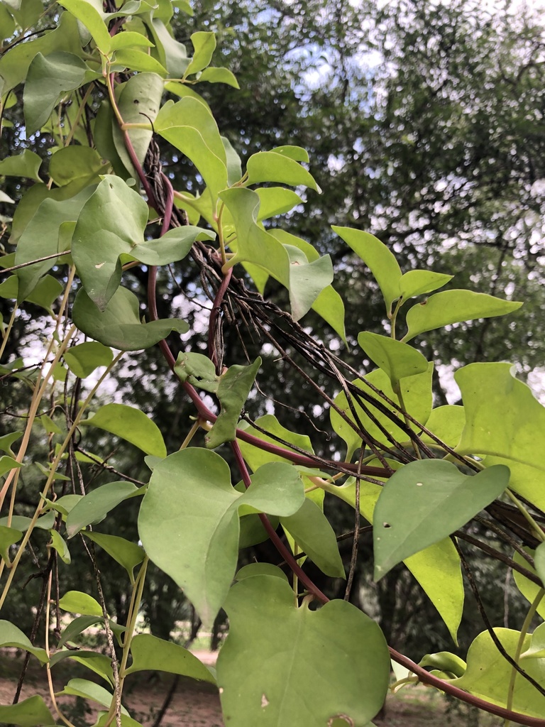 Mignonette Vine From Totoral Totoral C Rdoba Ar On March At