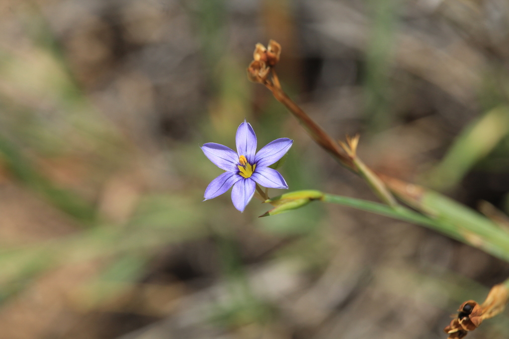 Blue Eyed Grasses From Sutton County Tx Usa On May At