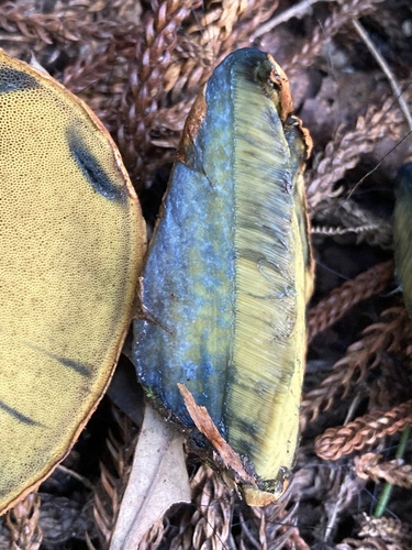 Buchwaldoboletus Spectabilis Inaturalist