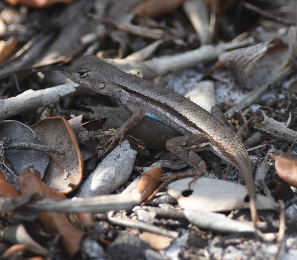 Florida Scrub Lizard In March 2022 By Joe MDO Solo Bioblitz Of Lake