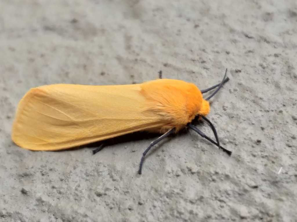 Yellow Ermine From Mossel Bay Local Municipality South Africa On March