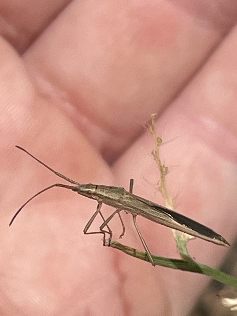 Long Broad Headed Bug From William St Koo Wee Rup VIC AU On March 26