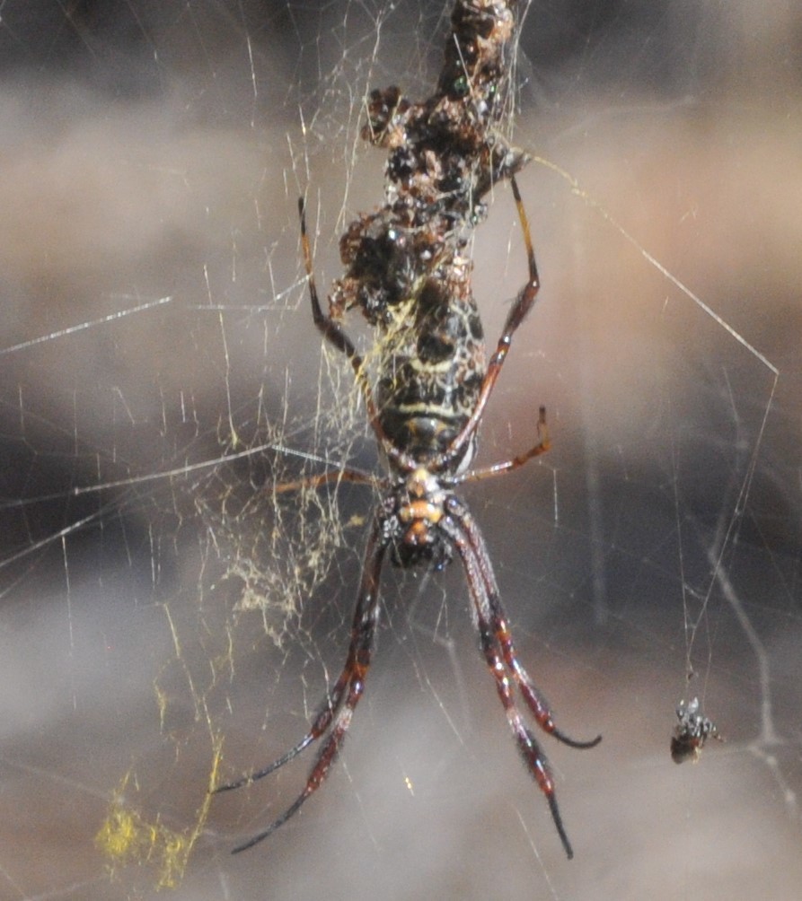 Australian Golden Orbweaver From Wirrega Sa Australia On March