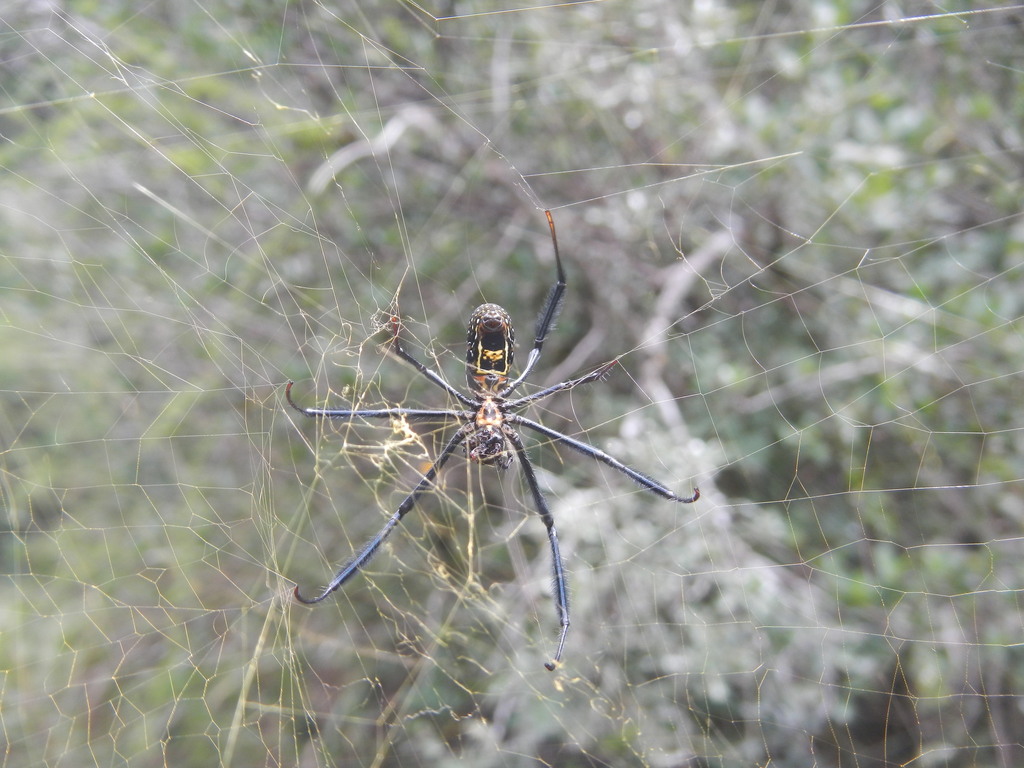 Hairy Golden Orb Weaving Spider From Cacadu Eastern Cape South Africa