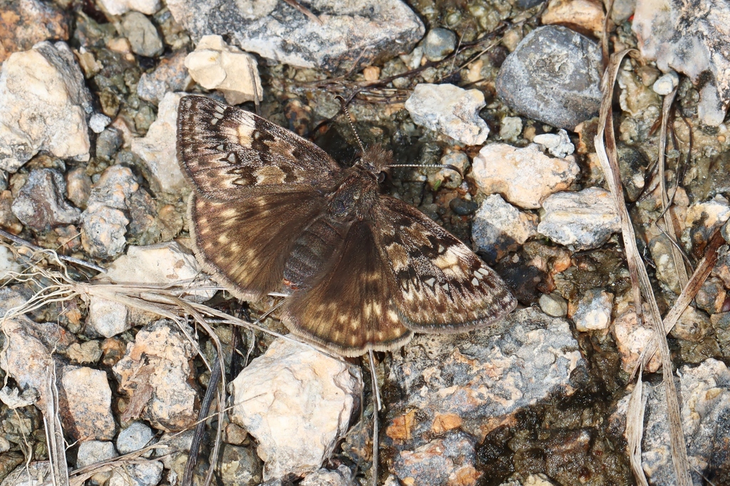 Juvenal S Duskywing From Decatur County Tn Usa On March At