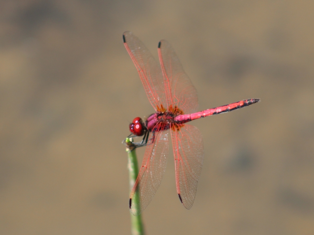 Red Veined Dropwing From Mossel Bay Local Municipality South Africa On