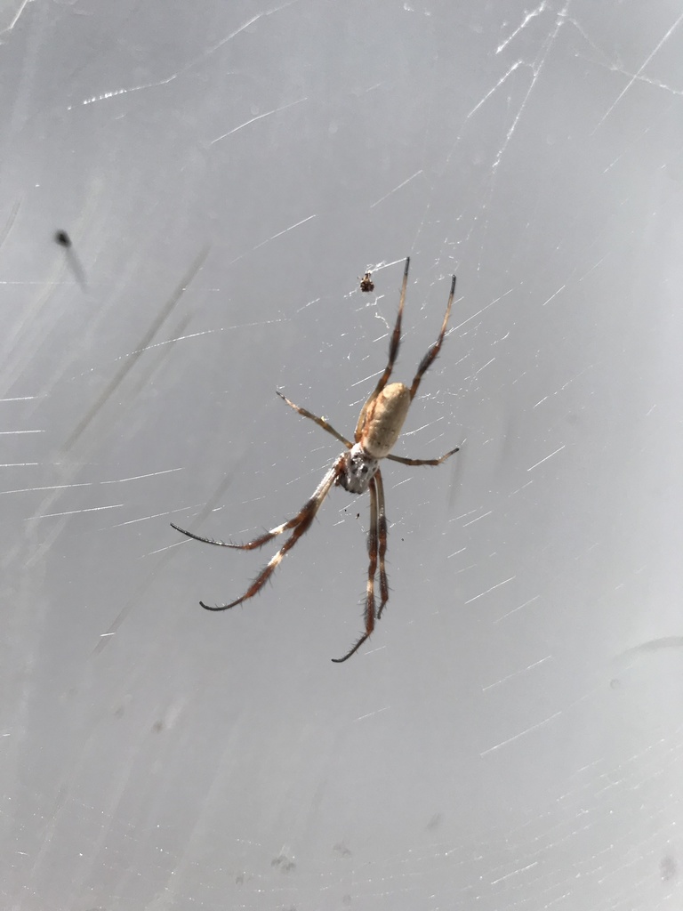 Australian Golden Orbweaver From Richardson Ave Clare SA AU On April