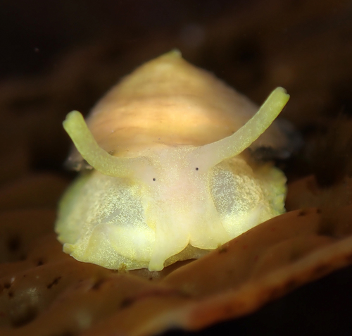 Yellow Umbrella Slug Nudibranchs And Other Sea Slugs Of California