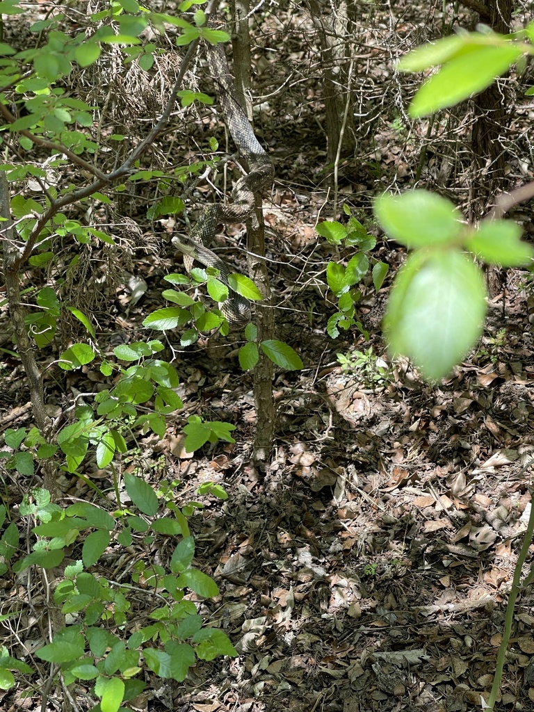 Western Ratsnake From St Edward S Park Austin Tx Us On April