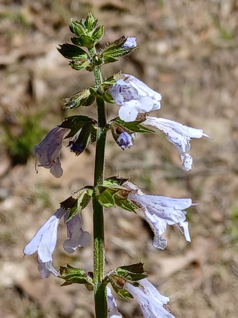 Lyreleaf Sage From Madison MS 39110 USA On April 03 2022 At 02 27 PM