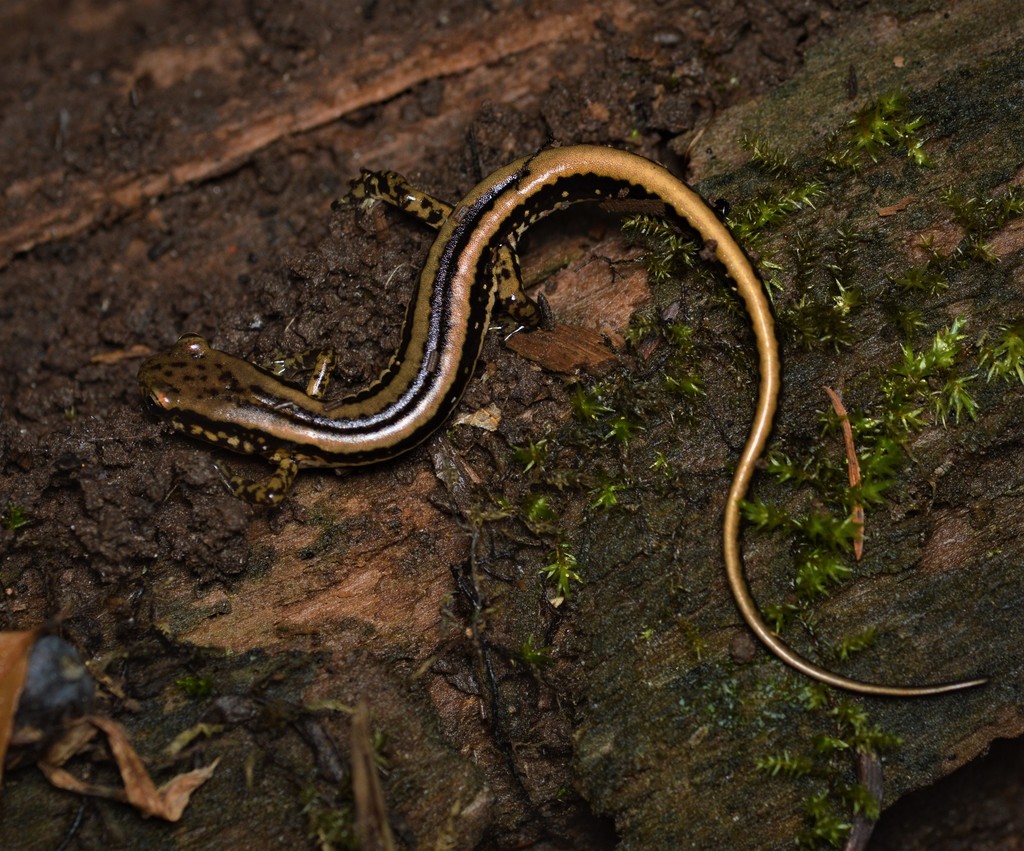 Three Lined Salamander From Beaufort County Nc Usa On January