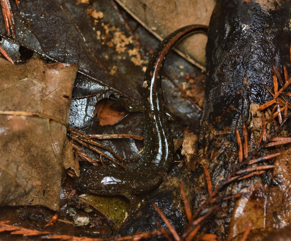 Carolina Swamp Dusky Salamander From Beaufort County NC USA On