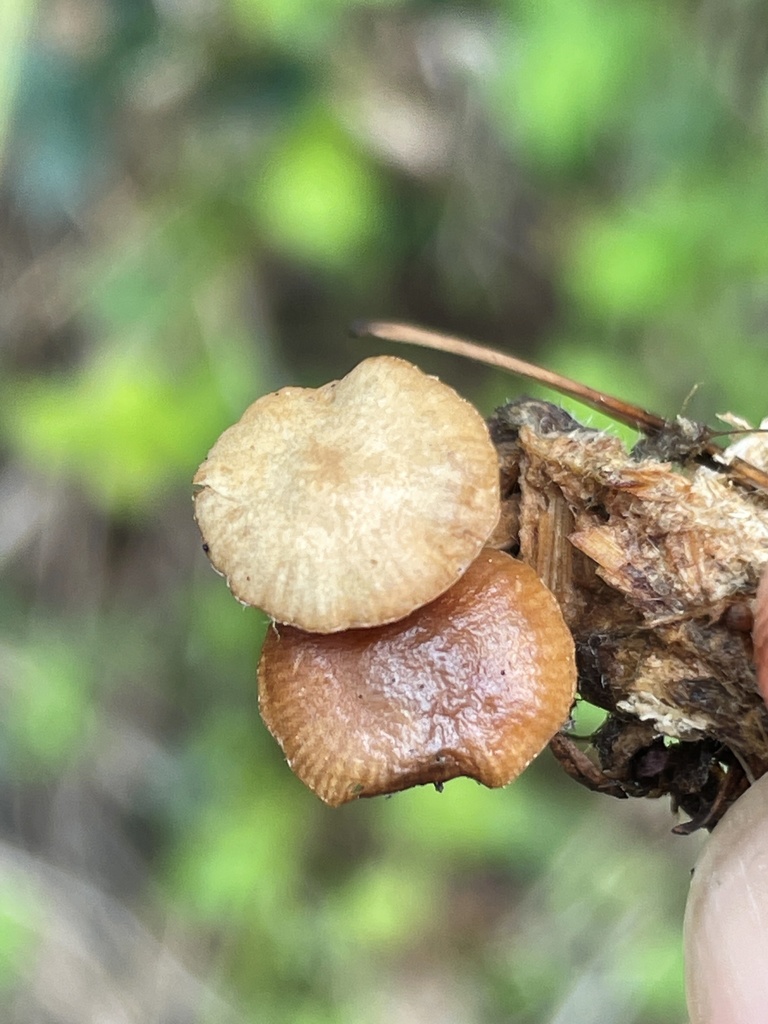 Deconica From SE Kent Kangley Rd Kent WA US On April 5 2022 At 11