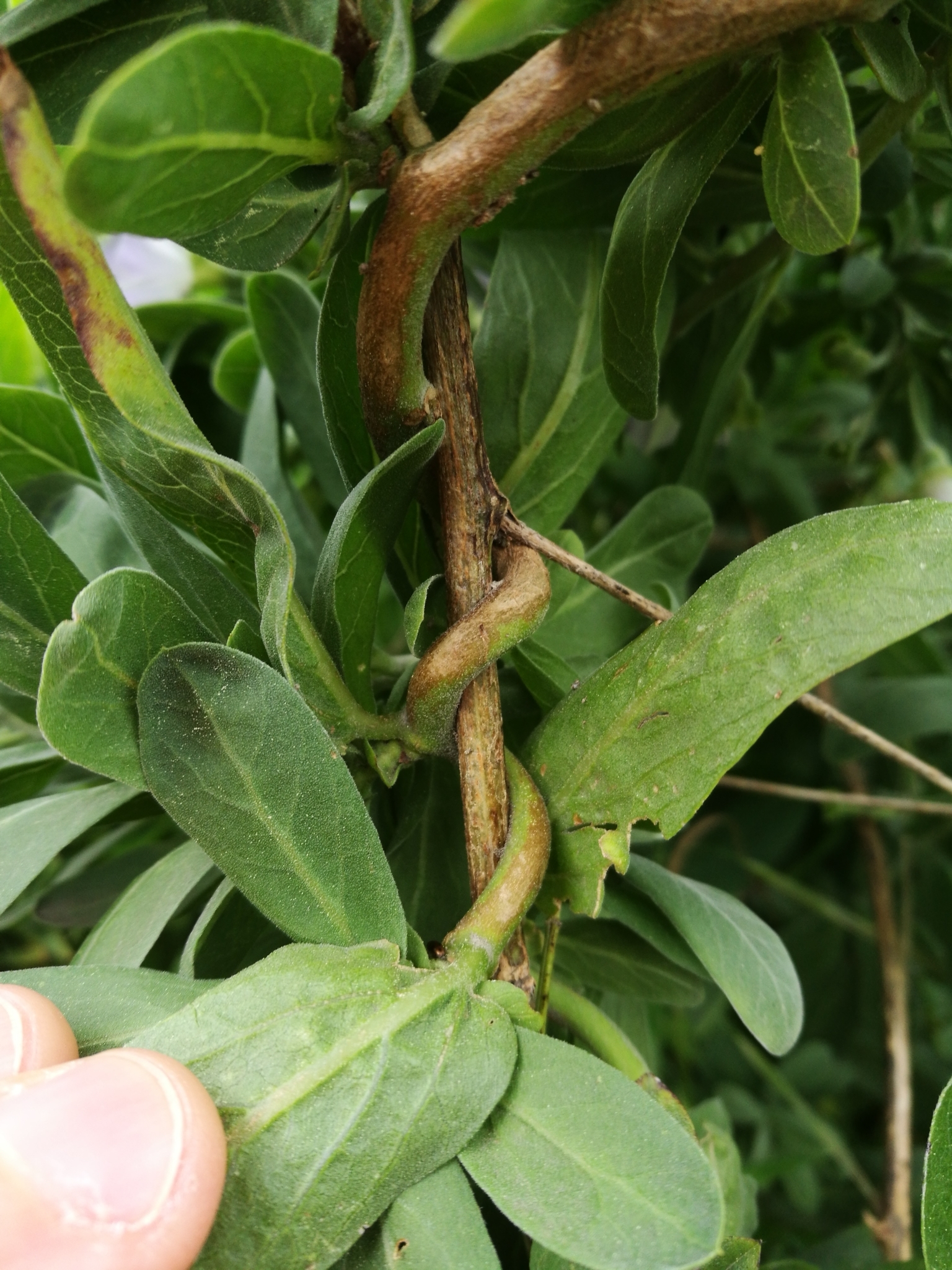 Convolvulus Fruticulosus Desr