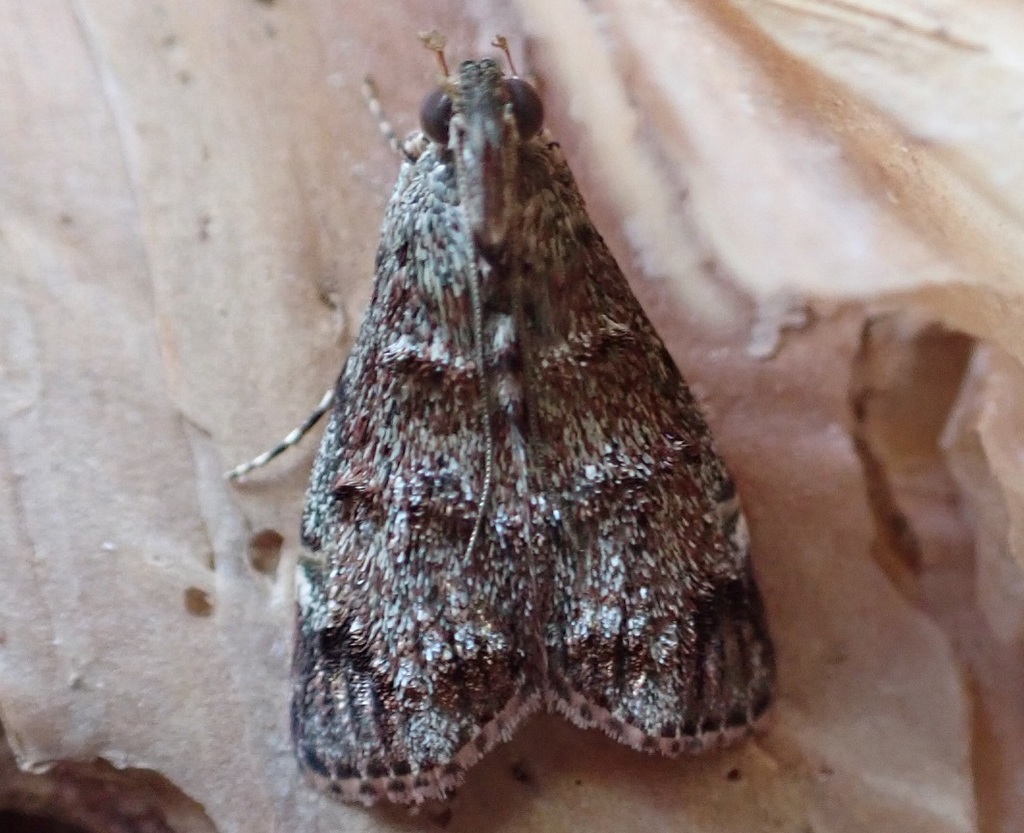 Butterflies And Moths From Millaroo QLD 4807 Australia On April 02