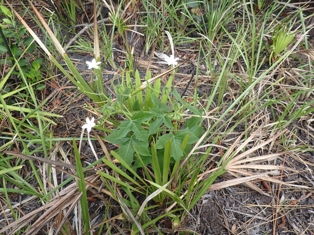 Spurge Nettle From Sarasota County FL USA On April 6 2022 At 11 50