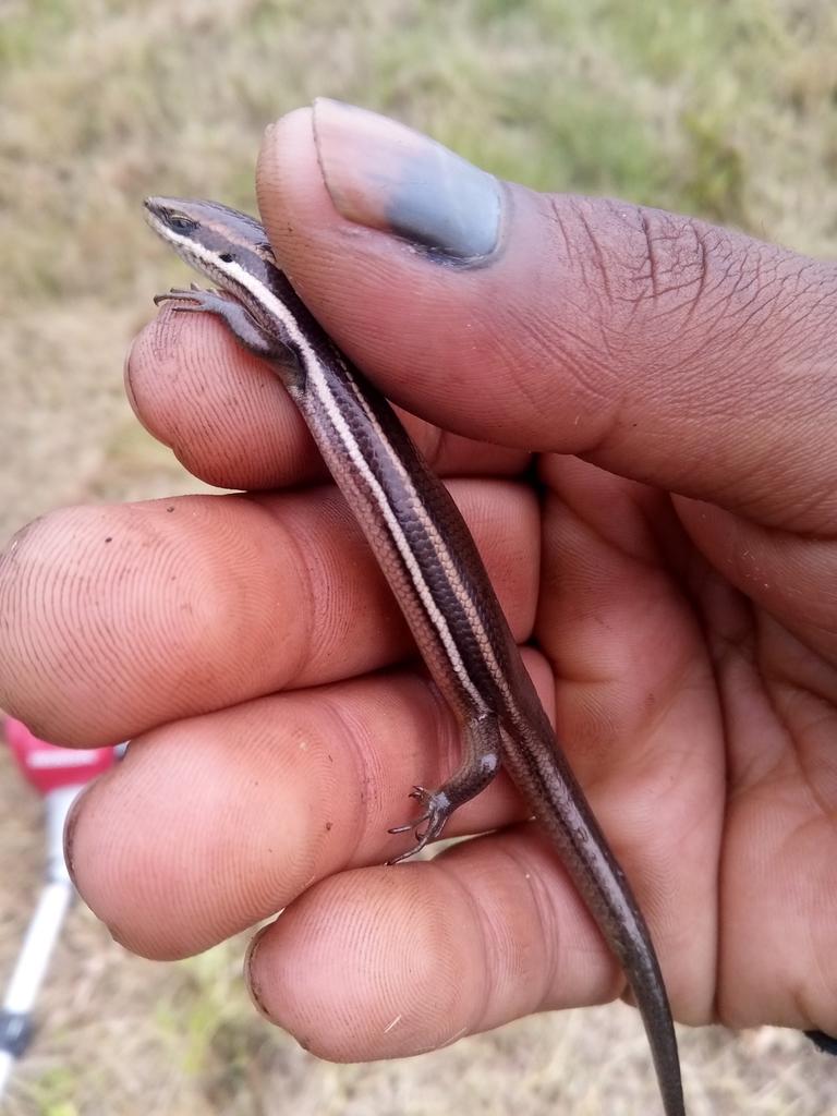 Paraguay White Lined Skink From Porvenir 60000 Departamento De