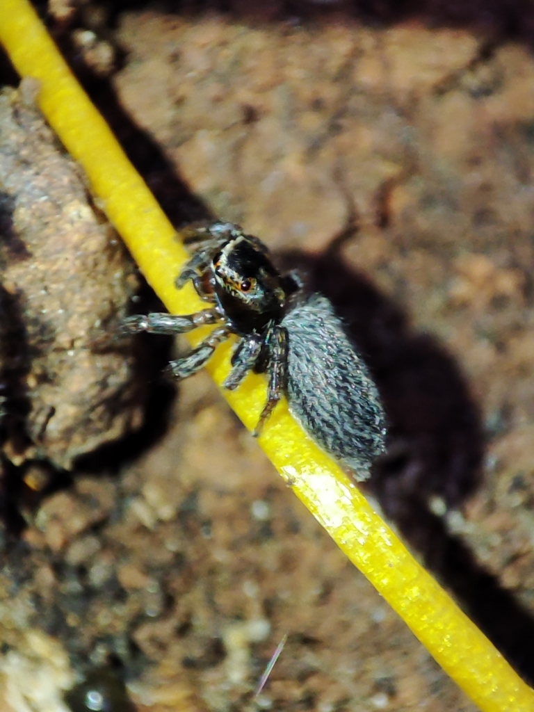 Typical Jumping Spiders In April 2022 By Luis Silva INaturalist