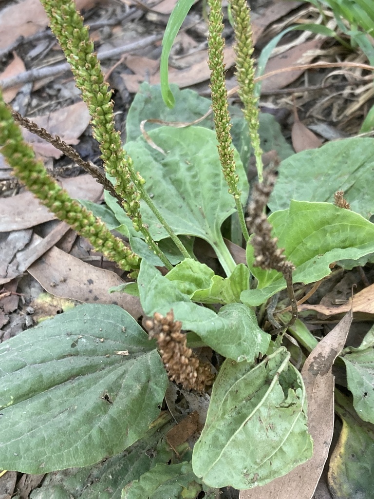 Greater Plantain From Beenak East Rd Gembrook VIC AU On April 7