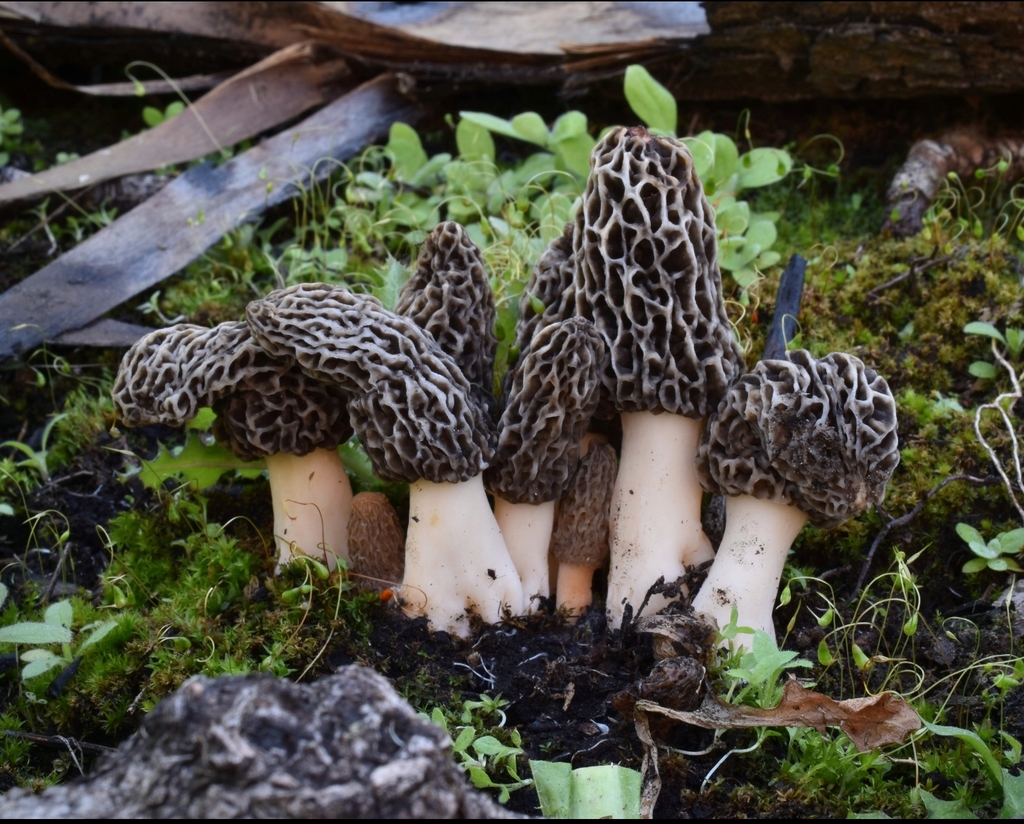 White Morel In April By Laughingjims Inaturalist