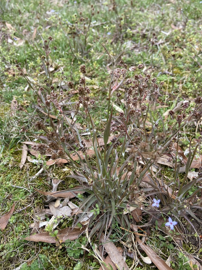 Woodrushes From Pohick Bay Regional Park Lorton Va Us On April