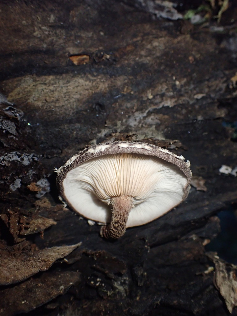 New Zealand Shiitake From Tararua Range Wellington New Zealand