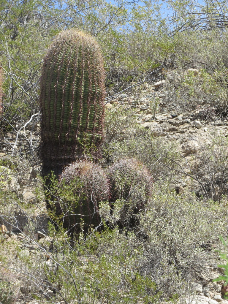 California Barrel Cactus From Maricopa County AZ USA On April 9 2022