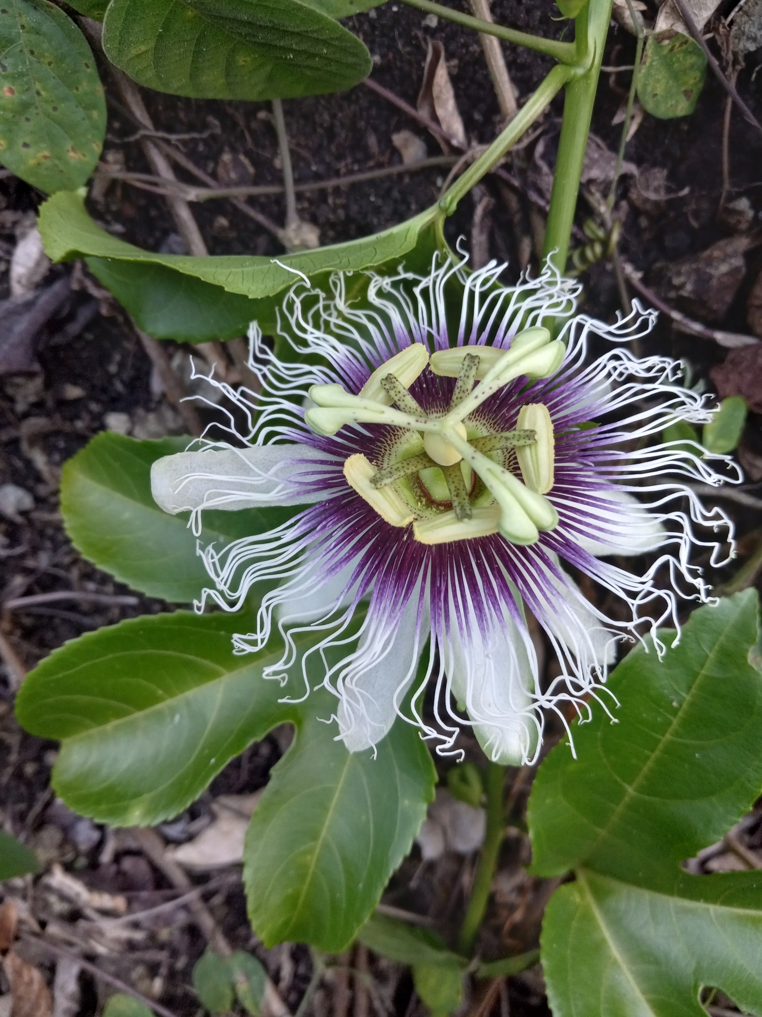 Passiflora Edulis F Flavicarpa O Deg