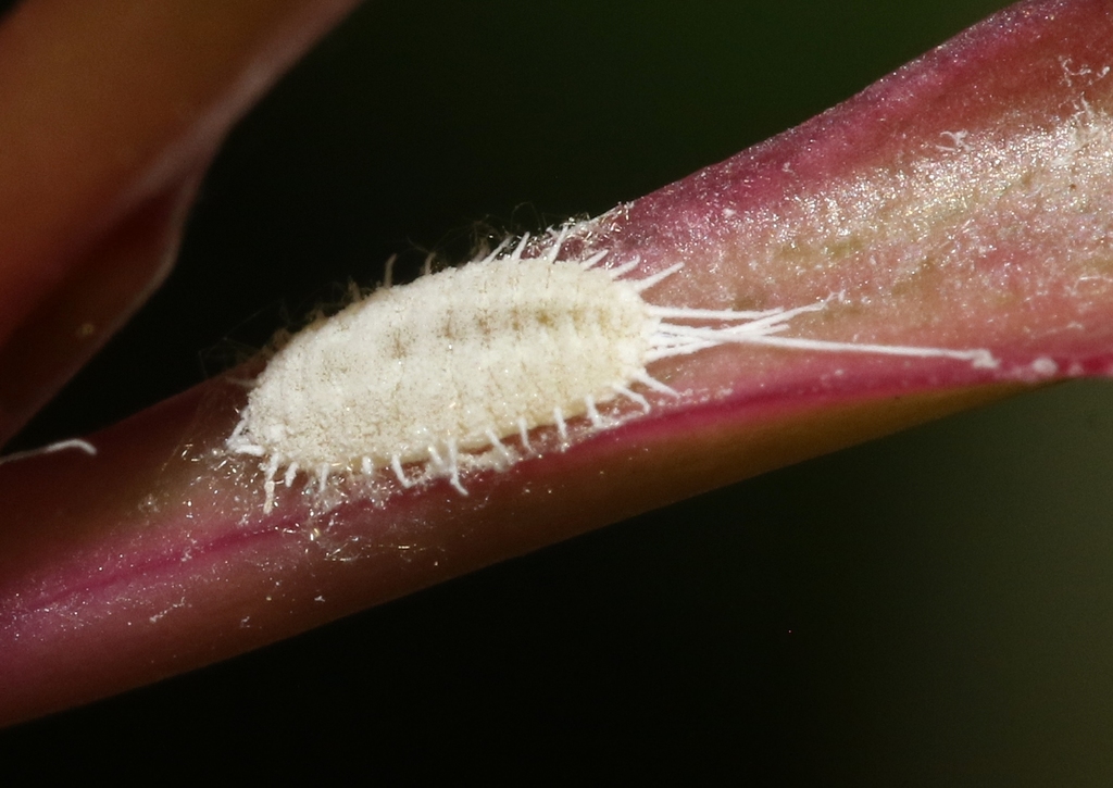 Long Tailed Mealybug From Paget Bermuda On March 30 2022 At 03 14 PM