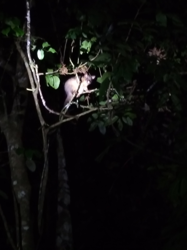 Common Brushtail Possum From Fig Tree Road East Barron Qld