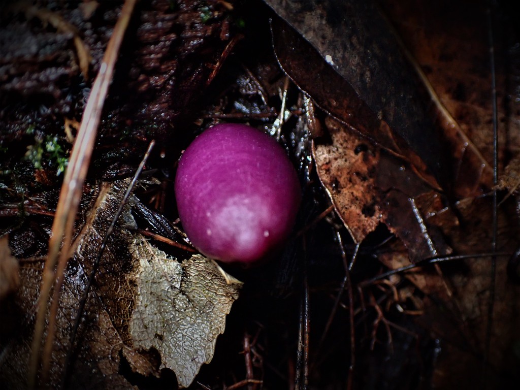 Mauve Splitting Waxcap From Somersby Falls Walking Track Somersby Nsw