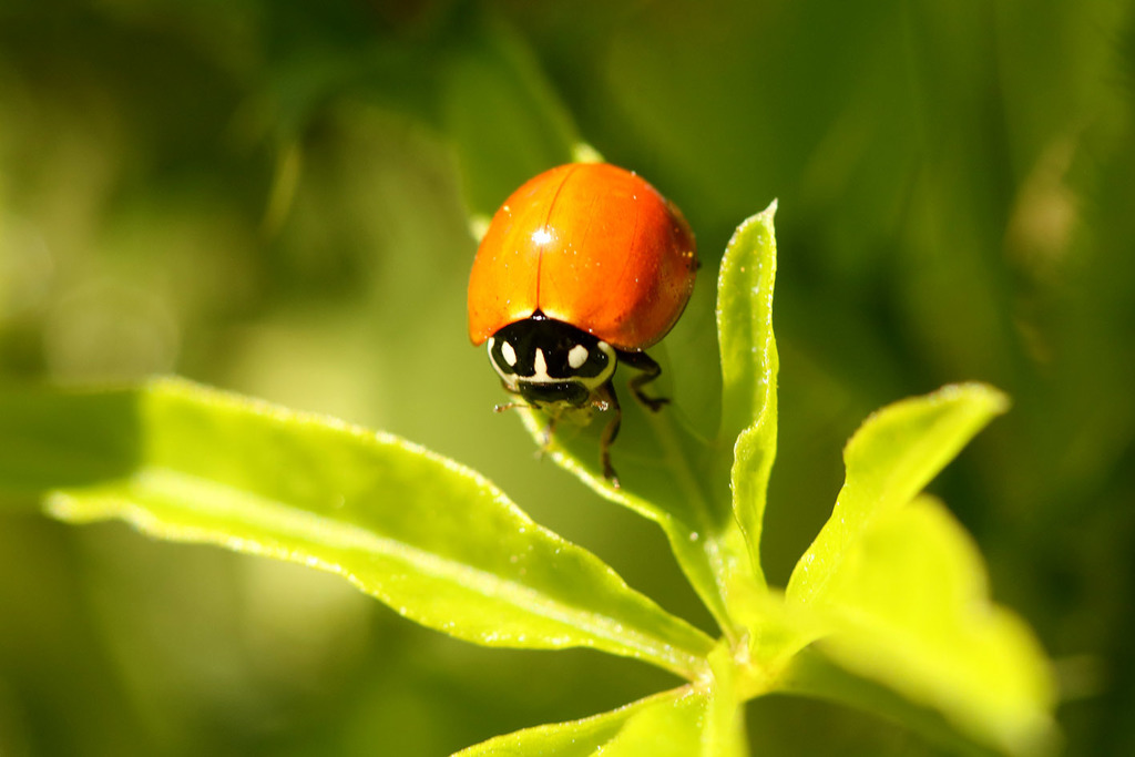 Spotless Lady Beetle From La Plata Provincia De Buenos Aires