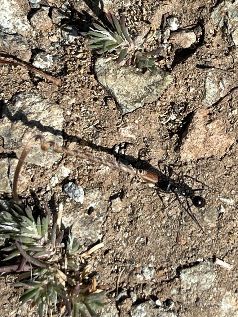 Andre S Harvester Ant From Edgewood County Park San Mateo Golden Gate