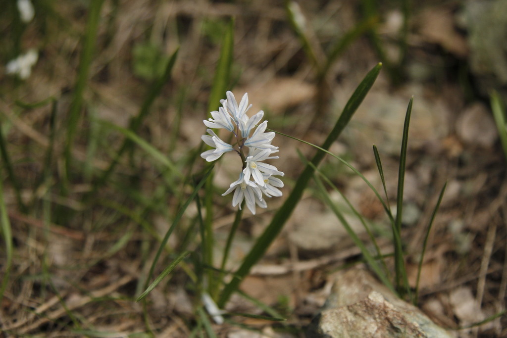 striped squill from Лори Армения on April 16 2022 at 09 24 AM by