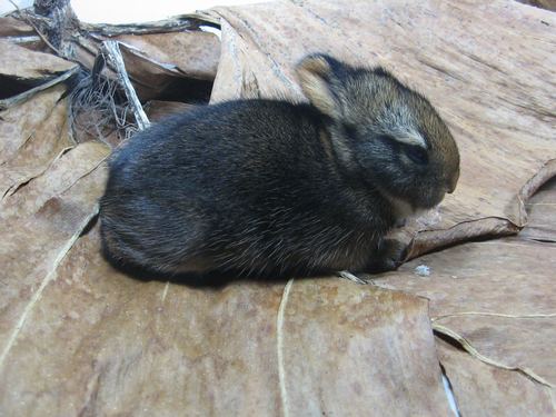 Sylvilagus Defilippi Inaturalist