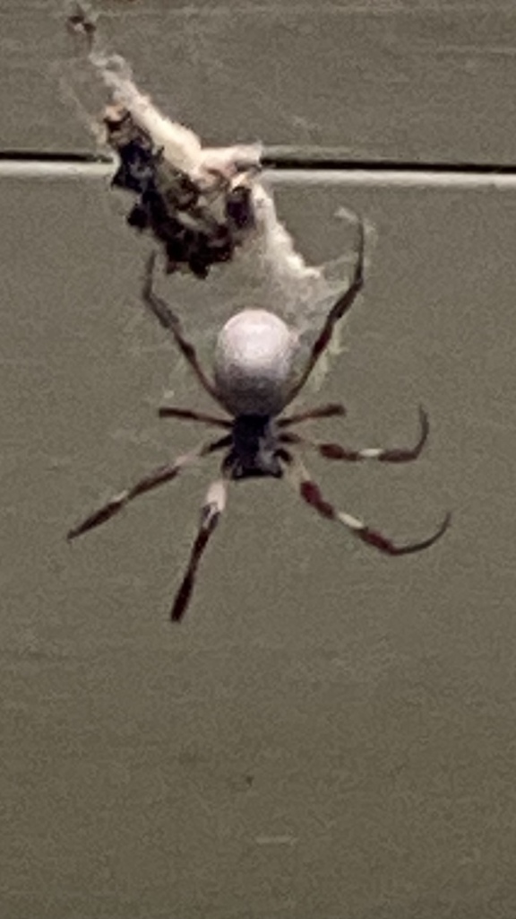 Australian Golden Orbweaver From Whalley St Bargara Qld Au On April