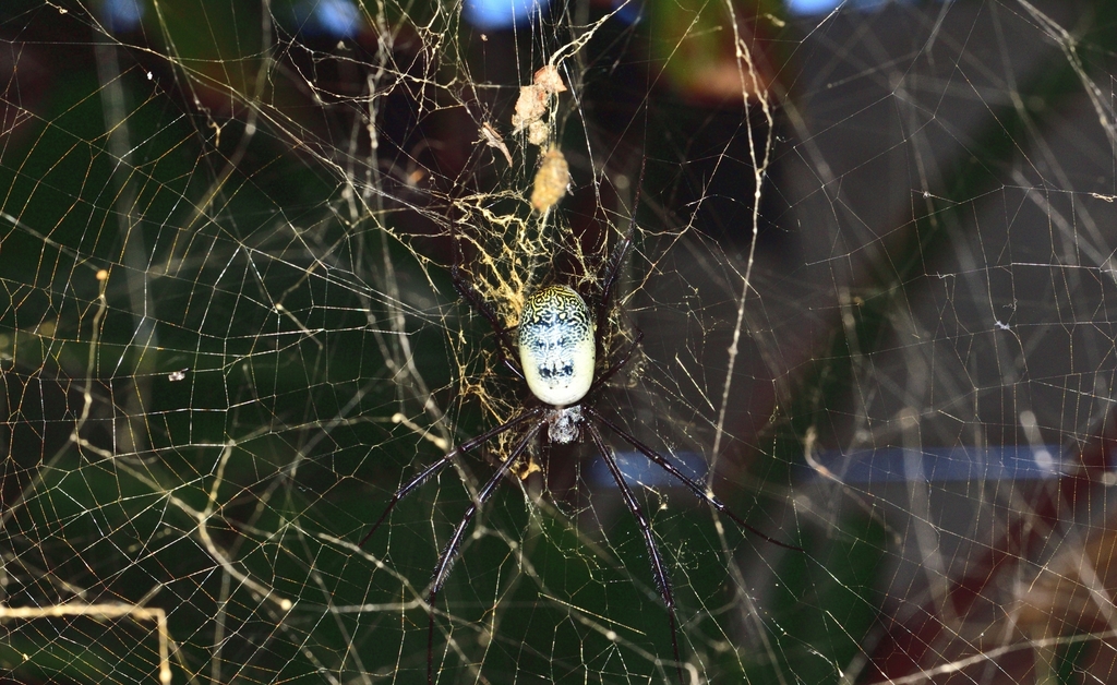 Southern Blackleg Orbweaver From Lincoln Cape Town 7764 South Africa