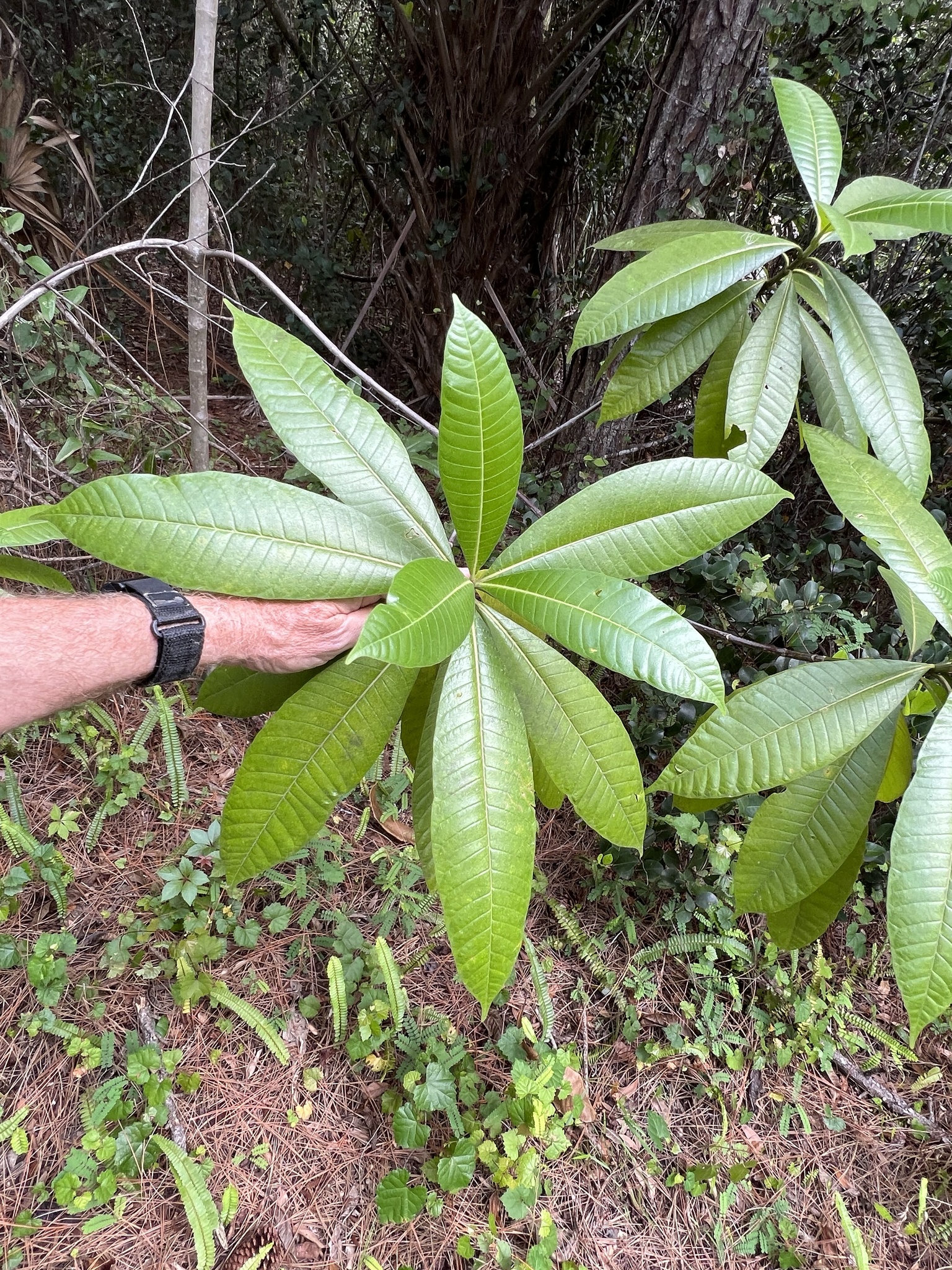 Alstonia Macrophylla Wall Ex G Don