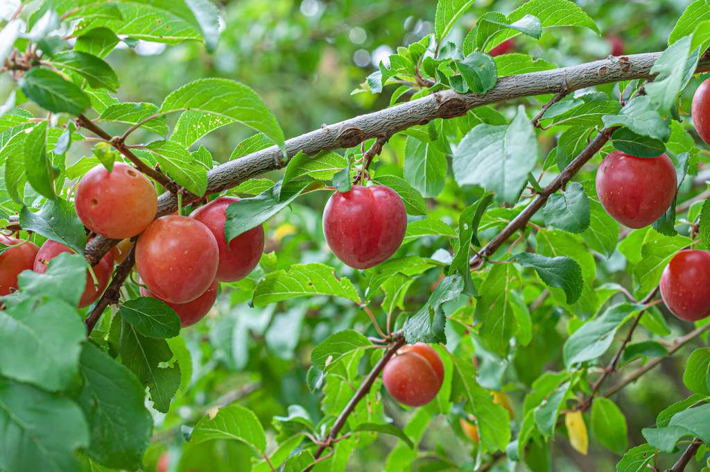 Prunus Domestica Ssp Syriaca Lacamas Prairie Non Native Species