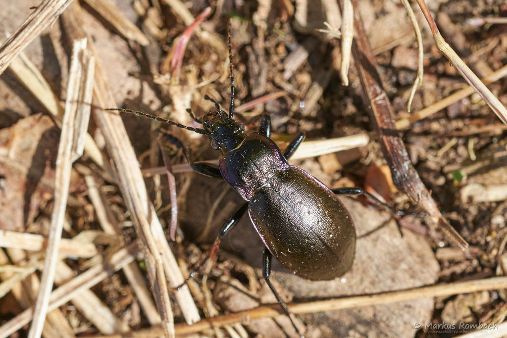 Bronze Ground Beetle From West Freiburg Im Breisgau Deutschland On