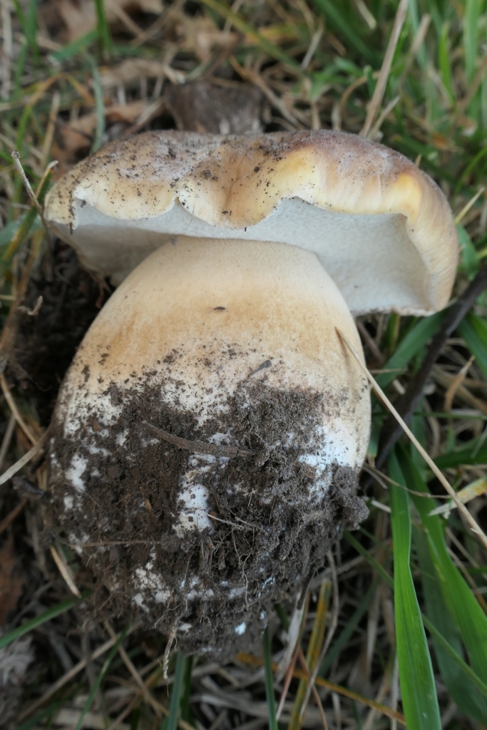 King Bolete From Christchurch Central City Christchurch New Zealand