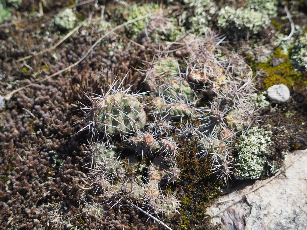 Brittle Pricklypear From Redwood County MN USA On April 21 2022 At