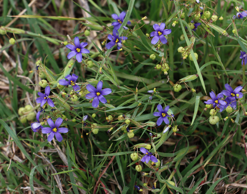 Blue Eyed Grasses From McKinney TX USA On April 23 2022 At 10 06 AM