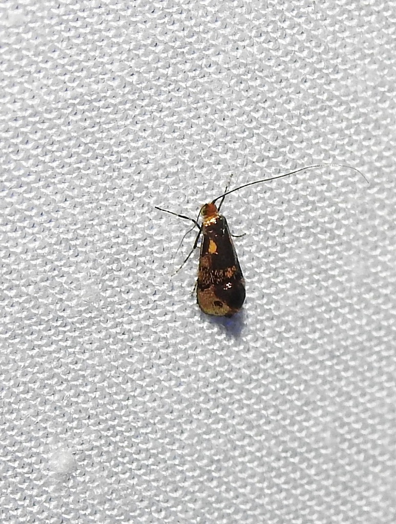 Nemophora Topazias From Jumping Creek Reserve Wonga Park Vic