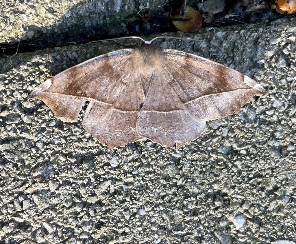 Curved Toothed Geometer Moth From Ridenour Rd Smithsburg Md Us On