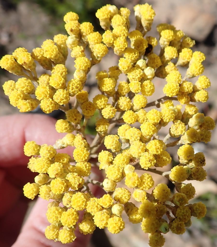 Helichrysum Nudifolium From Heaven In The Langkloof Western District