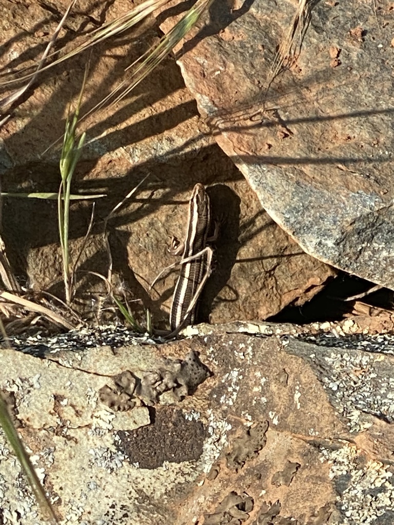 Gilbert S Skink From Serrano Village El Dorado Hills Ca Us On April