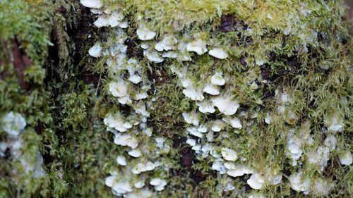 Rigidoporus Cuneatus Naturalista Mexico