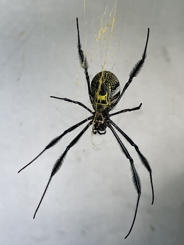 Southern Blackleg Orbweaver From Phitidis Walk Plettenberg Bay WC ZA